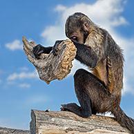 Golden-bellied capuchin / yellow-breasted capuchin / buff-headed capuchin (Sapajus xanthosternos) monkey using piece of wood as tool for crushing nut